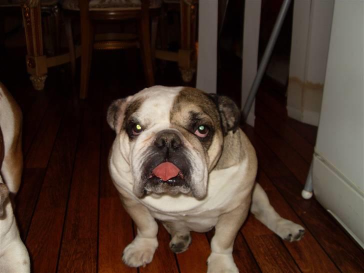 Engelsk bulldog *rip* sveske - min yndlings farorit ting i hele verden spise;-) billede 4