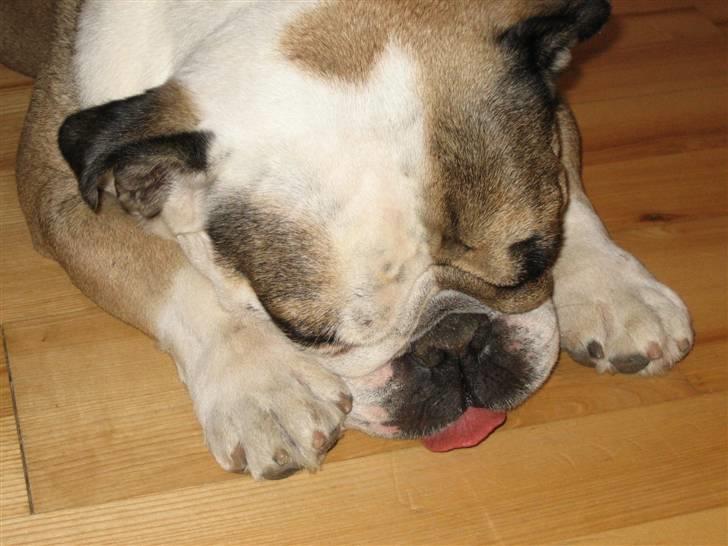 Engelsk bulldog *rip* sveske - zzzzzzzzzzzzzzzzzzzzzzzzzzzzzzzzzzzzzzzzzzzzzzzzz billede 5