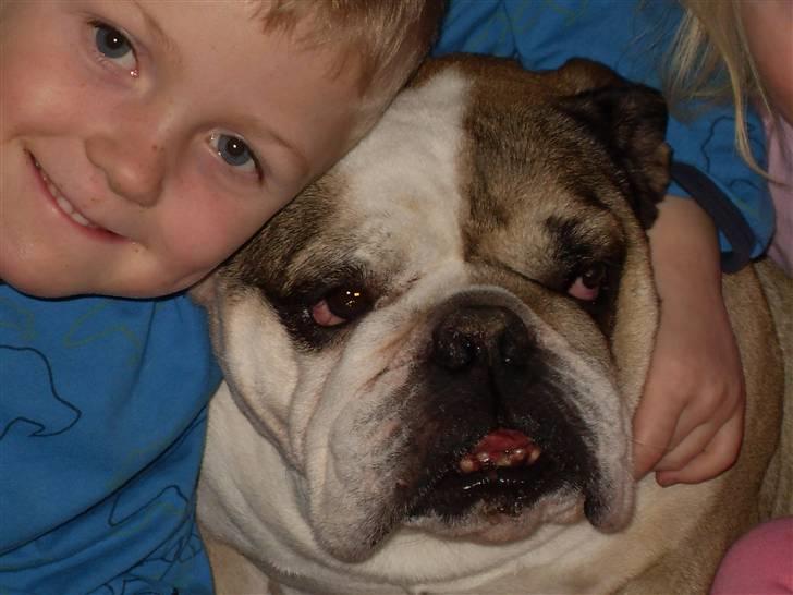 Engelsk bulldog *rip* sveske - næst bedst min bold ælskerrrrrrrrrrrr den billede 6