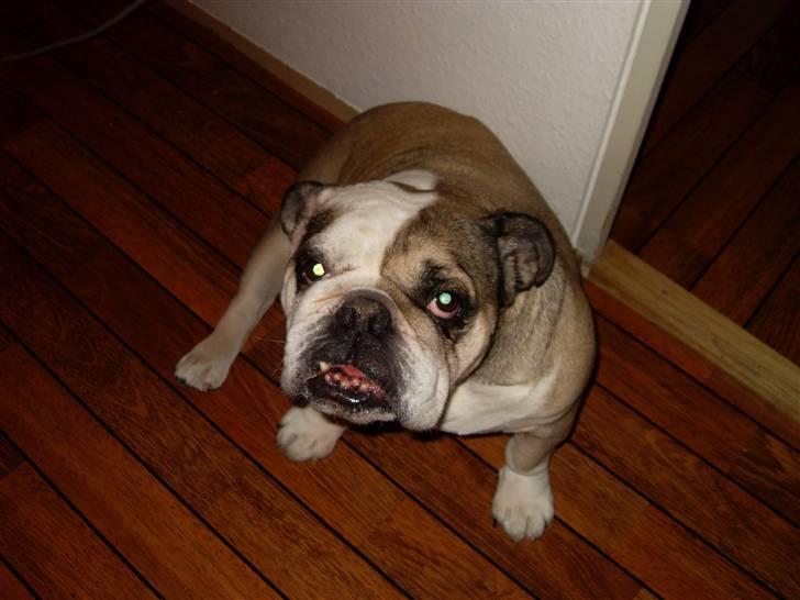 Engelsk bulldog *rip* sveske - nå hvor er manse henne billede 7
