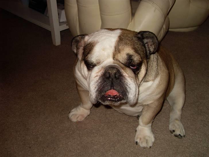 Engelsk bulldog *rip* sveske - mor ikke nu skal lige putte mine babyer billede 8