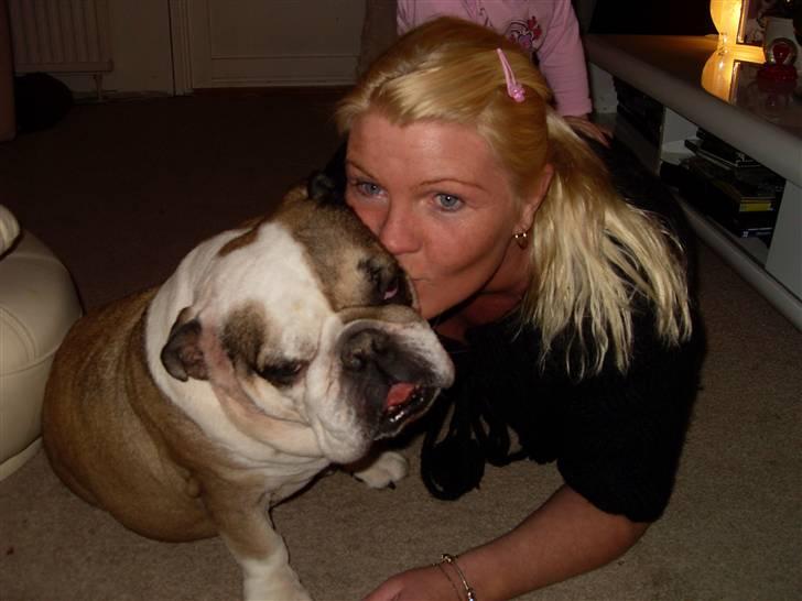 Engelsk bulldog *rip* sveske - sagde du noget eller hva? billede 9