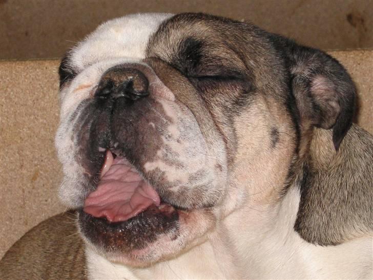 Engelsk bulldog *rip* sveske - HALLOOOOOOOOOOOOOOOOOOOOOOOOOOO billede 10