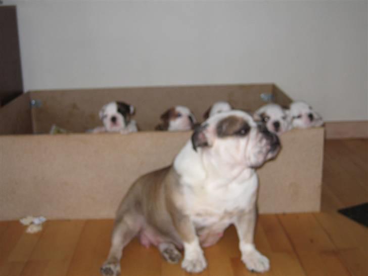 Engelsk bulldog *rip* sveske - vogter lige mine babyer for manse er vild med dem og han kommer ikke forbi mig;-) billede 11