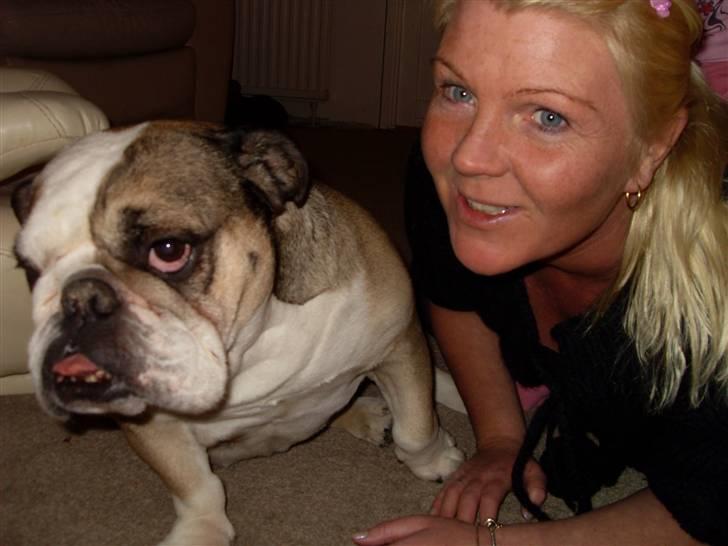 Engelsk bulldog *rip* sveske - manse du får bølle bank det ved du det er bosssssssen der bestemmer billede 12