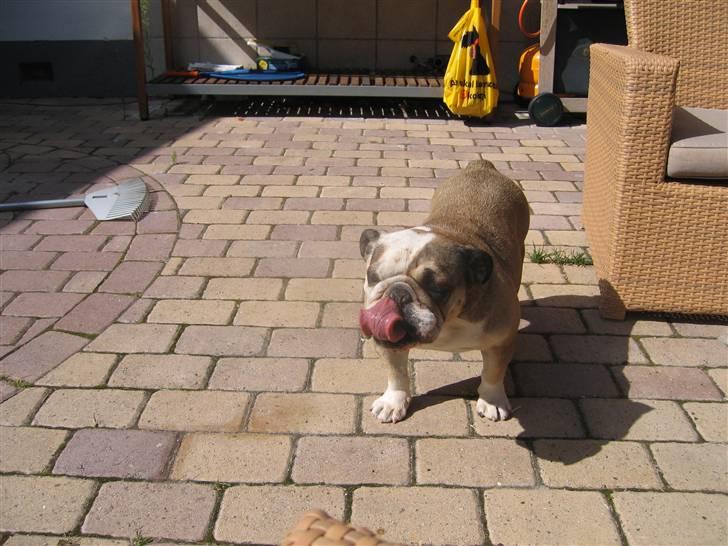 Engelsk bulldog *rip* sveske - guf den var god den god bid mor billede 13
