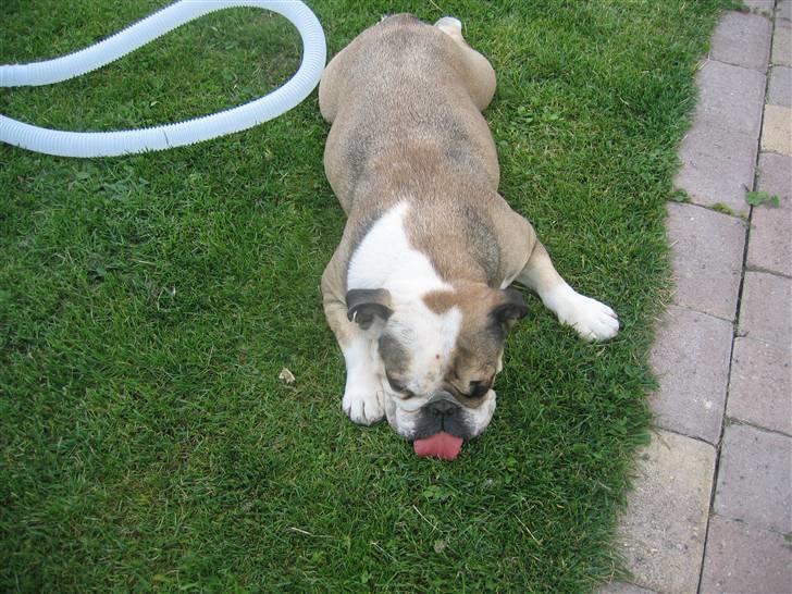 Engelsk bulldog *rip* sveske - kan man så få lidt privat liv her på græsset billede 14