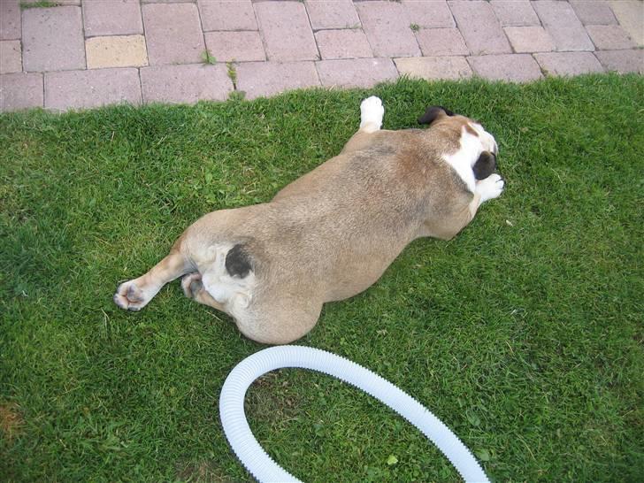 Engelsk bulldog *rip* sveske - nå ik så vender jeg bare enden til når enden er god er alting godt;-) vuf vuf billede 15
