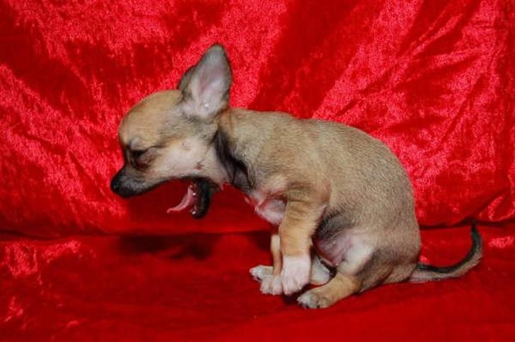 Chihuahua Lille puslings FRIDA - man bliver træt af det kamera billede 3