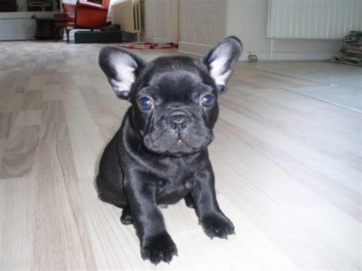 Fransk bulldog Dalvorre's B. Lumiére billede 6