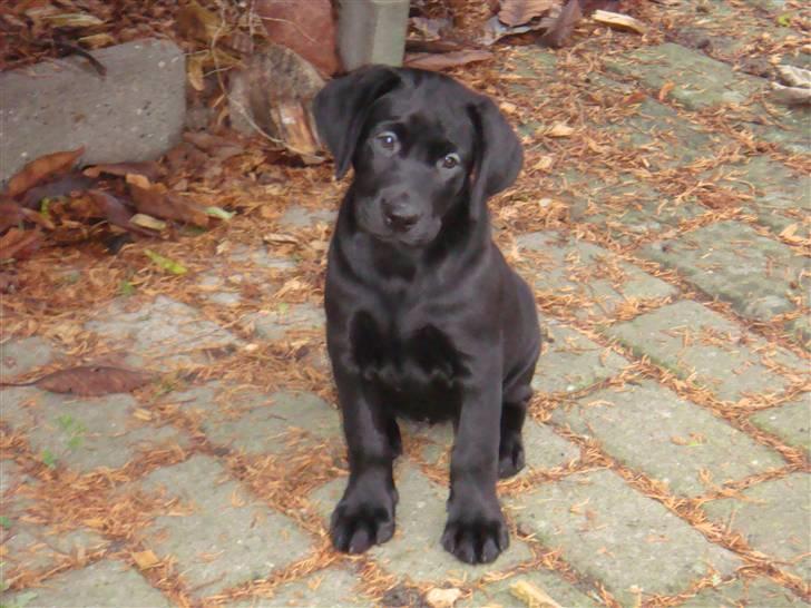 Blanding af racer Cita - omkring de 9 uger billede 1