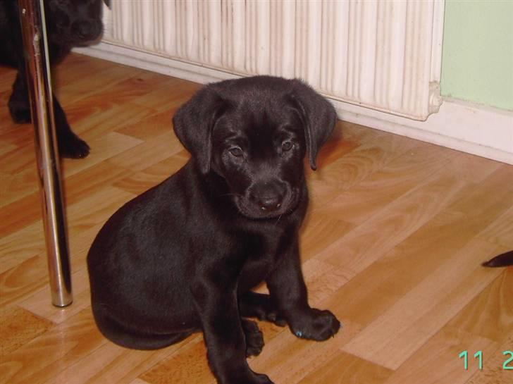 Blanding af racer Cita billede 2