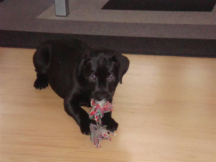 Blanding af racer Cita billede 3