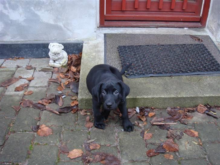 Blanding af racer Cita billede 4