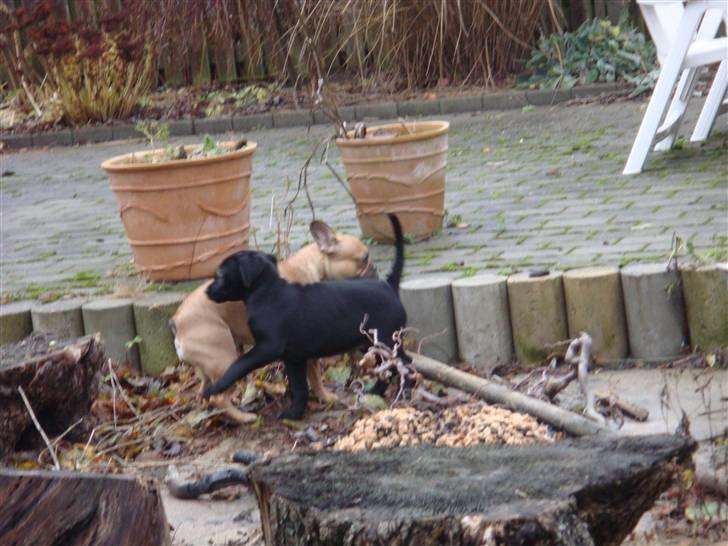 Blanding af racer Cita billede 5