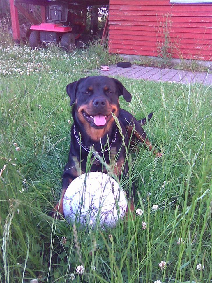 Rottweiler Bailey * R.I.P * billede 18