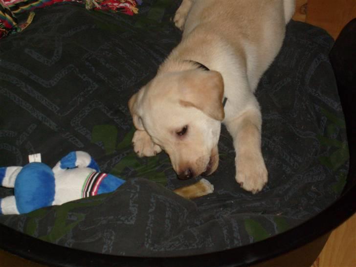 Labrador retriever rico billede 3