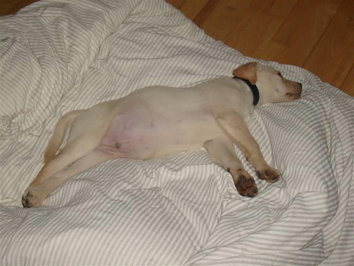 Labrador retriever rico billede 4