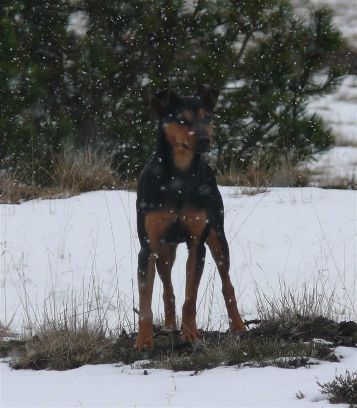 Engelsk toy terrier Maxi (Svigermors hund) - på påsketur med min familie april 2008 billede 1