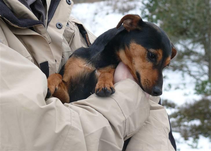 Engelsk toy terrier Maxi (Svigermors hund) - 1 år gammel og i armene på far billede 2