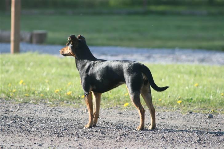 Engelsk toy terrier Maxi (Svigermors hund) billede 4