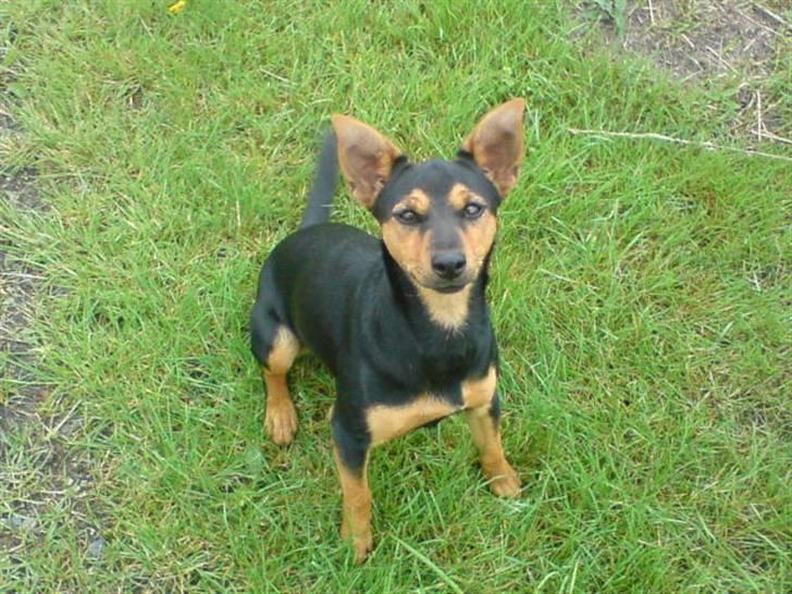 Engelsk toy terrier Maxi (Svigermors hund) billede 6