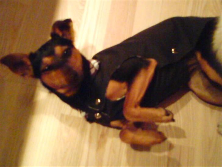 Engelsk toy terrier Maxi (Svigermors hund) billede 9