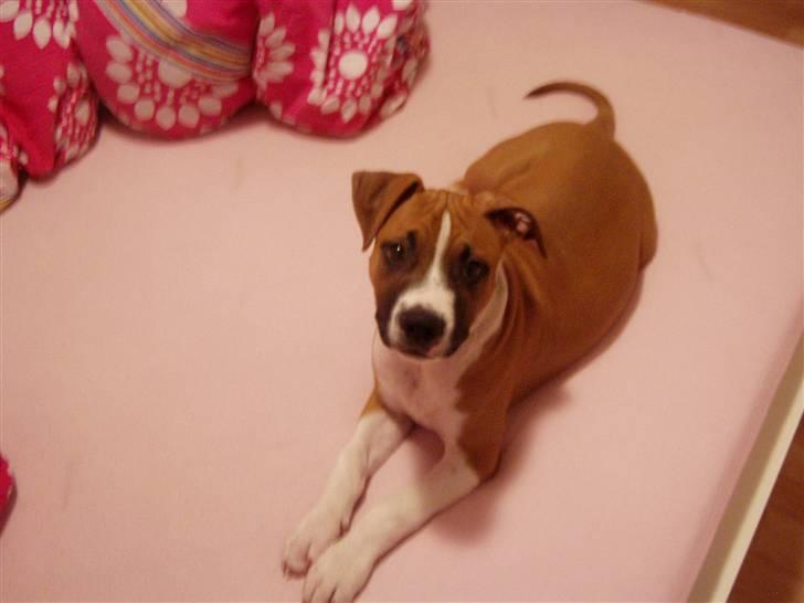 Amerikansk staffordshire terrier Django R.I.P Baby - hygger i sengen billede 9