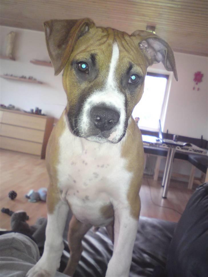 Amerikansk staffordshire terrier Django R.I.P Baby - hej mor billede 10