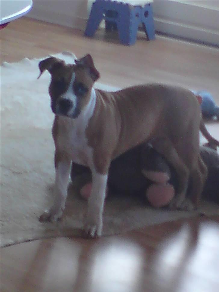 Amerikansk staffordshire terrier Django R.I.P Baby - hehe se mine øre billede 11