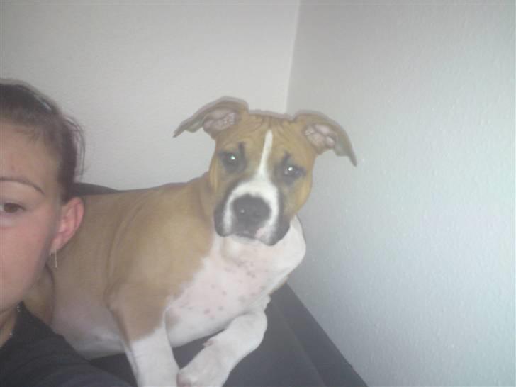 Amerikansk staffordshire terrier Django R.I.P Baby - mor her kan jeg da lige være billede 12