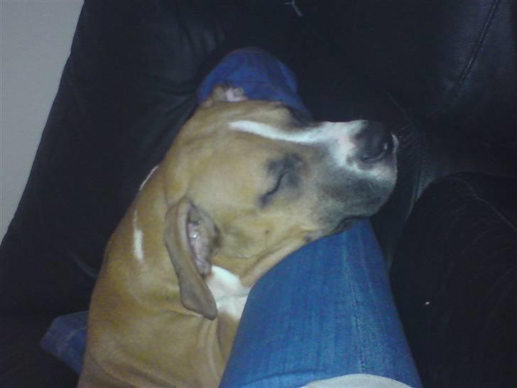 Amerikansk staffordshire terrier Django R.I.P Baby - tager lige en lur på mors lår billede 13