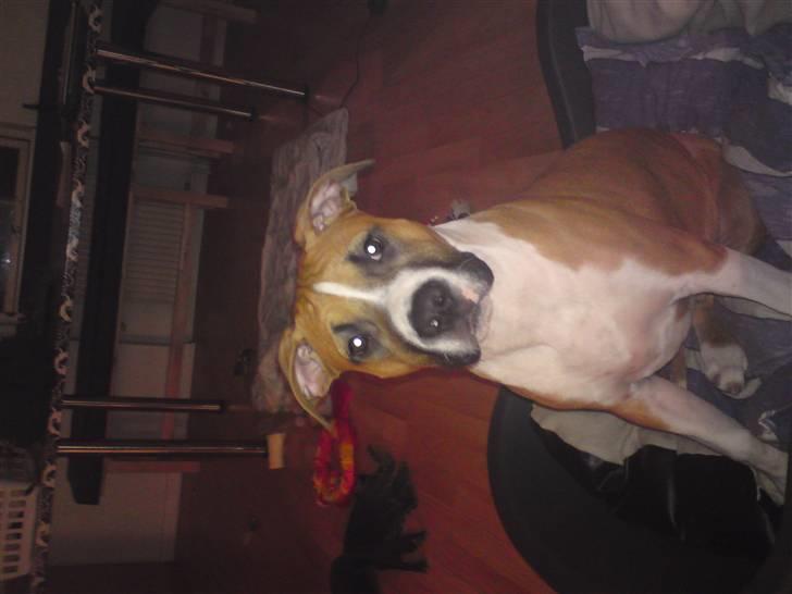 Amerikansk staffordshire terrier Django R.I.P Baby - er jeg ikke flot billede 14