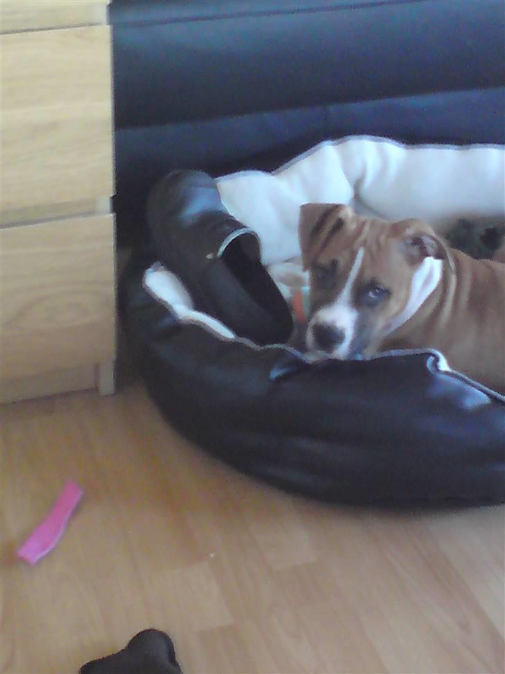 Amerikansk staffordshire terrier Django R.I.P Baby - jeg har taget en sko, hehe men nu er det jo min mor jeg er jo i min kurv billede 15