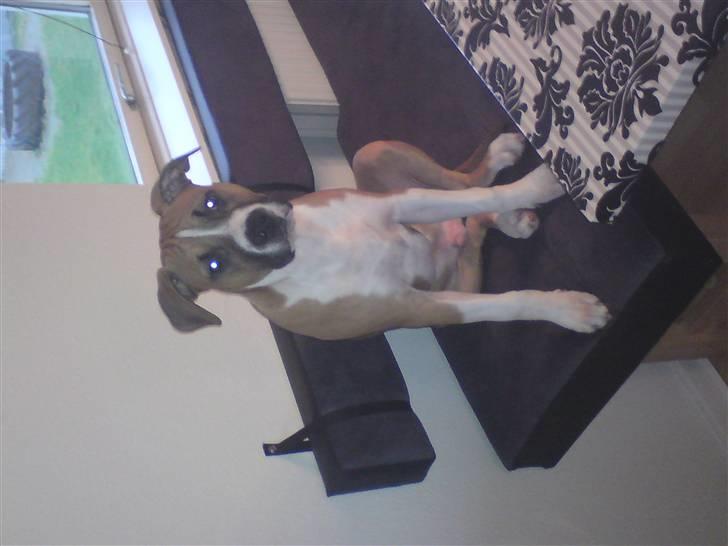 Amerikansk staffordshire terrier Django R.I.P Baby - mor pas lige på jeg sidder jo lige og holder øje med vejen billede 16