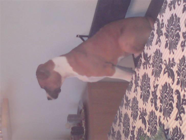 Amerikansk staffordshire terrier Django R.I.P Baby - jeg holder godt øje med hvad der sker på vejen. billede 17