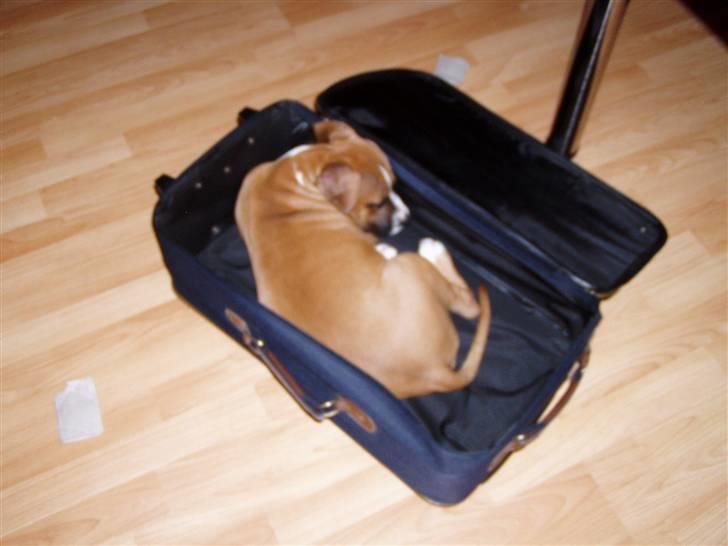 Amerikansk staffordshire terrier Django R.I.P Baby - du må ikke rejse uden mig billede 18