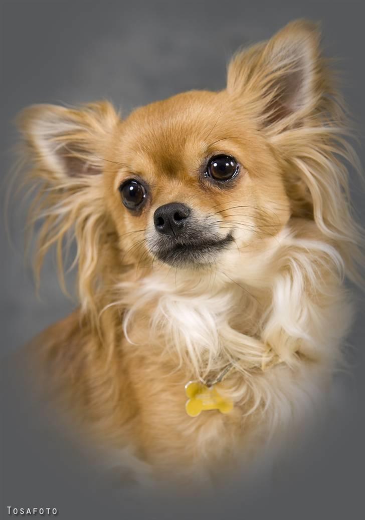 Chihuahua Tweety - Har været hos fotograf billede 1