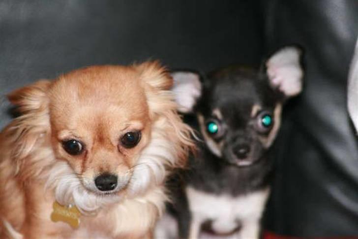 Chihuahua Tweety - Mig og Karlabassen - første dag! billede 2