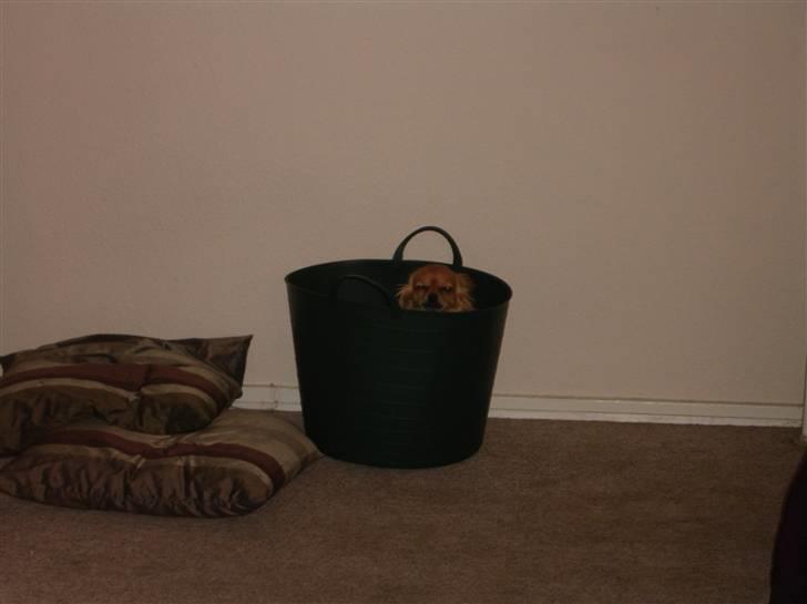 Chihuahua Tweety - Forstyr ikke - jeg sover billede 3