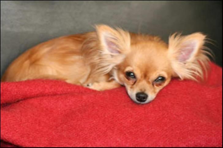 Chihuahua Tweety - Uhm - en lur skal der til! billede 4