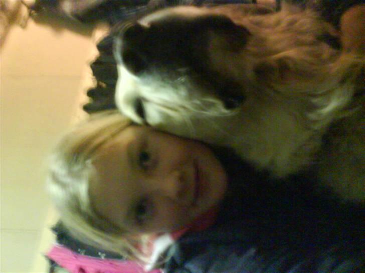 Golden retriever simba <3 (himmel hund) - os 2 hygge<3 billede 9