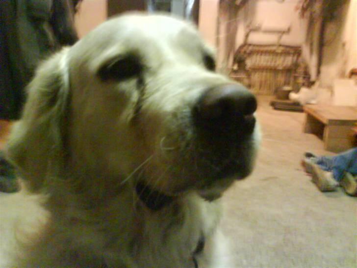 Golden retriever simba <3 (himmel hund) billede 10
