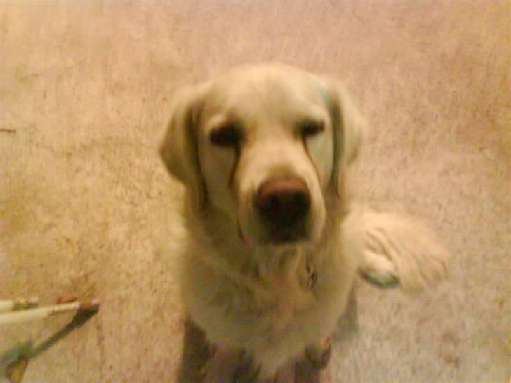 Golden retriever simba <3 (himmel hund) billede 11