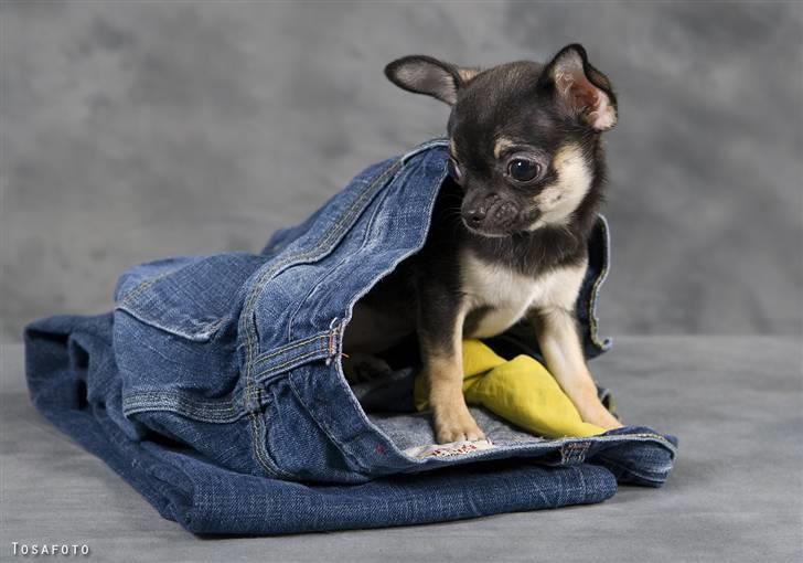 Chihuahua Karla (Gloria Gayner) billede 1