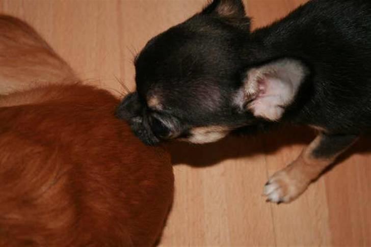 Chihuahua Karla (Gloria Gayner) - Duuuut Tweety! Kom og leeeeg billede 2