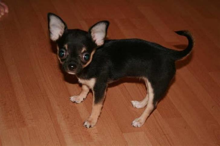 Chihuahua Karla (Gloria Gayner) - Se min fine krølle hale! billede 3