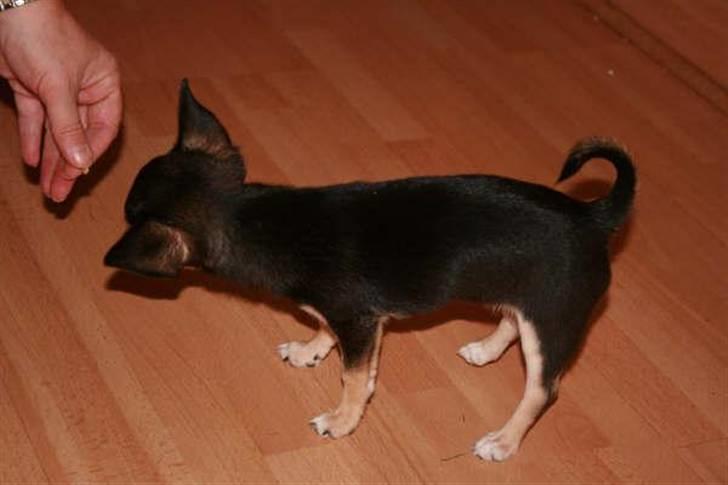 Chihuahua Karla (Gloria Gayner) - Får en lillebittebitte godbid af moar billede 4