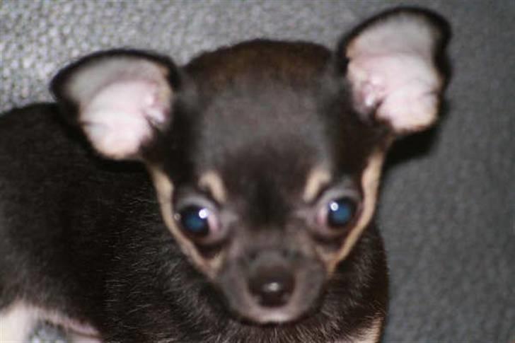 Chihuahua Karla (Gloria Gayner) billede 5