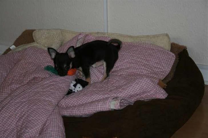 Chihuahua Karla (Gloria Gayner) - Dø gulerod!! billede 6